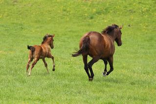 Our Girl Gilly (NZ) secured the first NZB Insurance Pearl Series bonus since the COVID-19 lockdown.